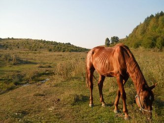 CHUDE KONIE - PRZYCZYNY I POSTĘPOWANIE pdf