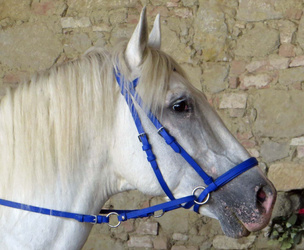 Dr Cook Bitless Bridle niebieskie