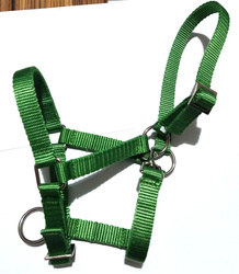 Kantar źrebak Mustang zielony