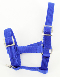 Kantar dla MINI źrebaka niebieski