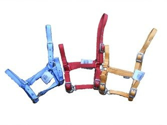 Kantar źrebięcy York Tobi