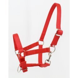 Kantar źrebak Mustang czerwony